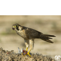 گونه شاهين Barbary Falcon